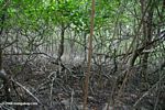 Mangrove forest of Galeta Point