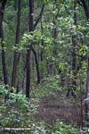 Panamanian black mangrove (Avicennia germinans) forest