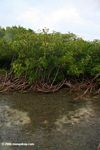 Red mangroves and sea grass beds at Galeta