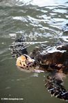 Atlantic Hawksbill Sea Turtle (Eretmochelys imbricata) [pan01-0623]