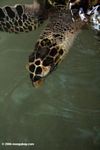 Atlantic Hawksbill Sea Turtle (Eretmochelys imbricata) [pan01-0634]