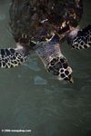 Atlantic Hawksbill Sea Turtle (Eretmochelys imbricata) [pan01-0639]