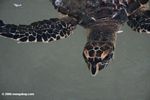 Juvenile hawksbill sea turtle (Eretmochelys imbricata)