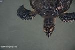 Young hawksbill turtle (Eretmochelys imbricata)