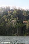 Rainforest of Soberania National Park