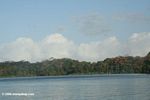 Jungle along shore of Lake Gatun