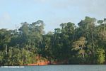 Secondary forest along Lake Gatun