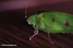 Bright green katydid