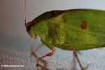 Close up headshot of a green katydid in Panama