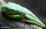 Sleeping gliding leaf frog