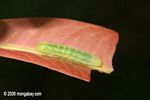 Slightly translucent; green caterpillar on a red leaf in Panama