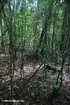 Tangled lianas in the tropical forest of BCI