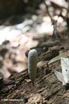 Fungi emerging from a rotting log