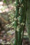 Cauliflorous flowers emerging from the trunk of a rainforest tree