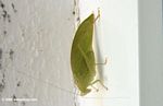 Green katydid on a white wall