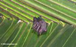 Tent-making bat under a palm leaf