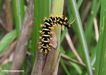Black caterpillar with off-white stripes and yellow spines