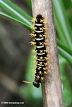 Black caterpillar with off-white stripes; yellow spines; and orange antenna