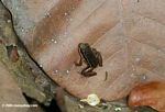Brown frog with black and white bands (Colostethus flotator) in leaf litter of Soberania National Park
