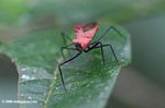 Red insect with black legs