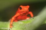 Panama's Red frog (Dendrobates pumilio)