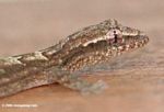 Panamanian Gecko (zoomed)