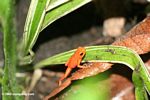 Panamanian red frog