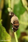 Arachides toras caterpillar [pan01-0837]