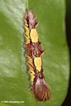 Blue morpho (Morpho menelaus) caterpillar