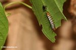 Pair of Heliconia caterpillar (note the tiny hatchling in the upper left)