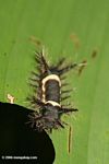 Heliconius caterpillar