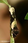 Arachides toras caterpillar