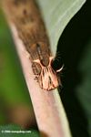 Arachides toras caterpillar [pan01-0857]