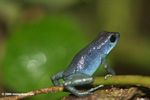 Dendrobates pumilio poison dark frog; blue color form