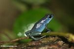 Dendrobates pumilio toxic arrow frog; blue color form