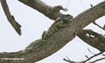 Green iguana in Panama