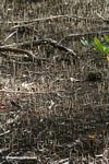 Manrgove seedlings and rhizomes in a mangrove forest on the Atlantic coast of Panama