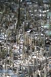 Rhizophora mangle rhizomes