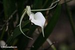 Lady of the Night Orchid (Brassavola nodosa) in a Panama mangrove forest