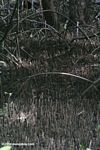 Mangrove rhizomes [pan02-1646]