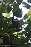Mantled Howler Monkey (Alouatta palliata) in Barro Colorado Island