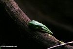 Agalychnis spurrelli tree frog sleeping on a buttress root