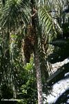 Black oil palm tree (local name: Chunga) (Astrocaryum standleyanum)