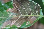 Skeleton of a rainforest plant leaf