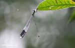 Blue-winged dragonfly