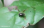 Small black beetle on Barro Colorado