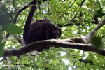 Female Mantled Howler Monkey (Alouatta palliata) with a baby on her back