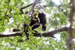 Mother mantled howler monkey feeding ith offspring