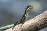 Basilisk Lizard (Basiliscus basiliscus) on Barro Colorado Island in Panama