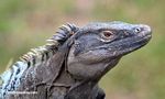 Black iguana (Ctenosaura similis)